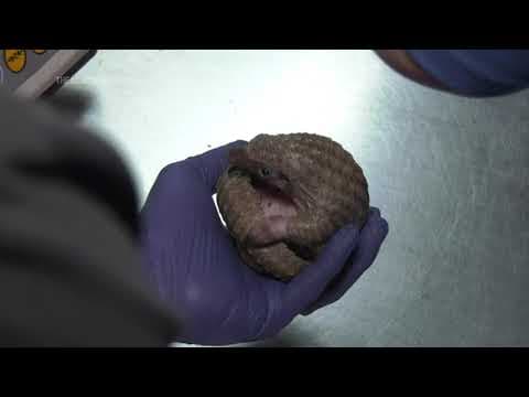 Pangolin pup, or 'pangopup,' born at Chicago area zoo