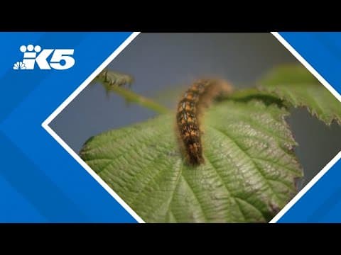 Why influx of tent caterpillars in Anacortes is not currently cause for concern