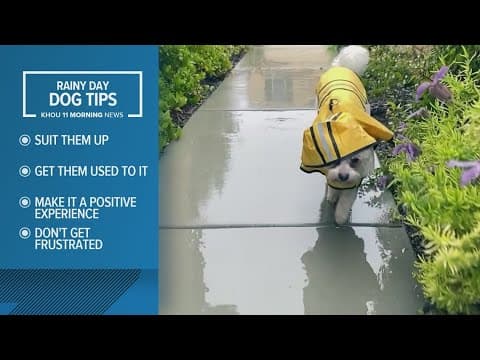 How to train your dogs to go potty outside in the rain