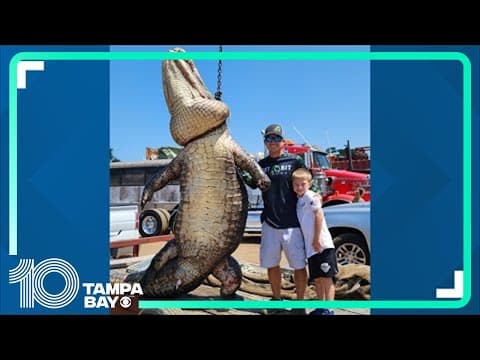Hunters catch massive 920-pound gator in Central Florida