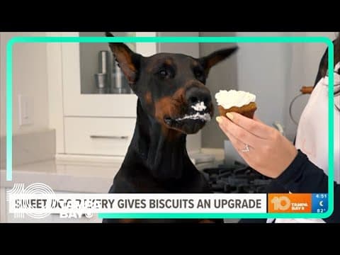 Looking for all-natural sweet treats for your pup? Check out Sweet Dog Bakery in Tampa