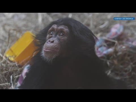Zoo Knoxville to host sign language interpreters for chats with animal keepers