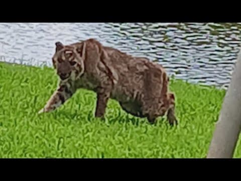 Missouri City woman spots bobcat in backyard, warns neighbors to stay alert
