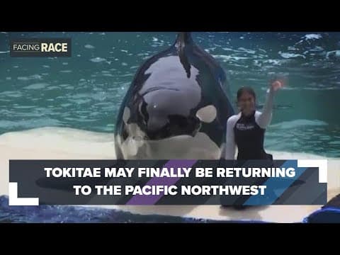 Orca "Tokitae" could finally be returning to the Pacific Northwest