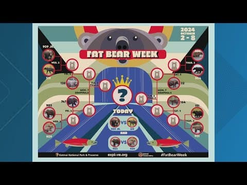 The chunkiest of chunks face off in Alaska's Fat Bear Week