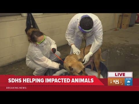 Woman gives up dog, seven puppies to Humane Society after plane crash