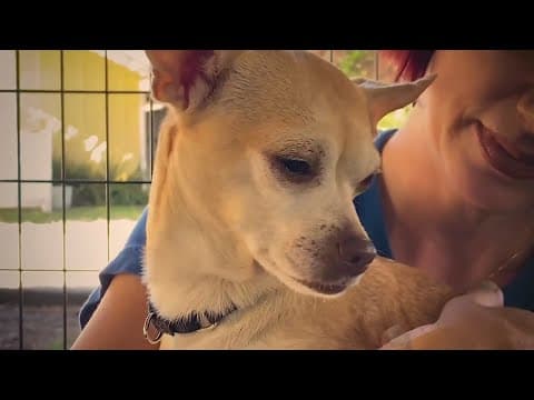 How to pet-proof your house during the holiday season