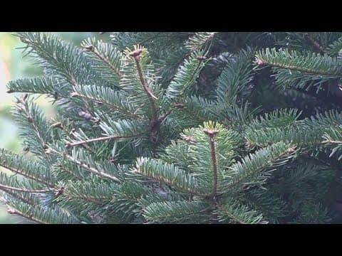 Christmas tree recycling aims to restore Louisiana wetlands