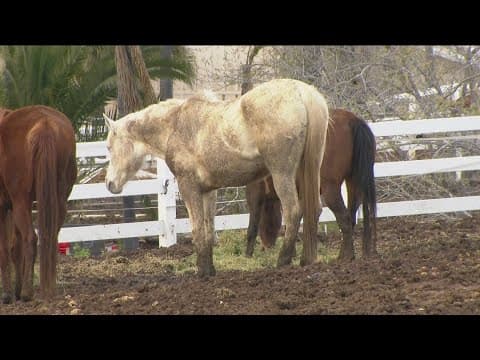 San Diego County investigating ranch with sick, dying horses