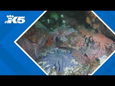 Scientists pinpoint bacteria behind sea star die-off on West Coast