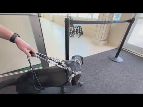 Guide dogs training at St. Pete-Clearwater International Airport