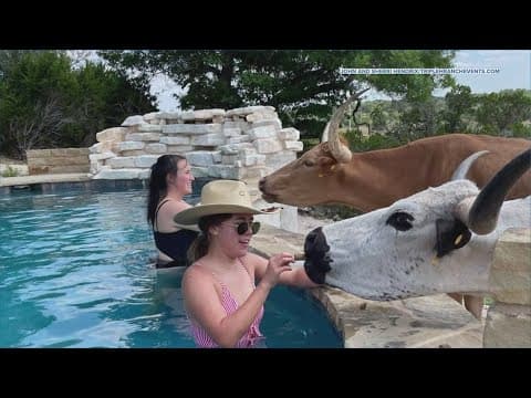 Longhorns in Dripping Springs enjoy pool day