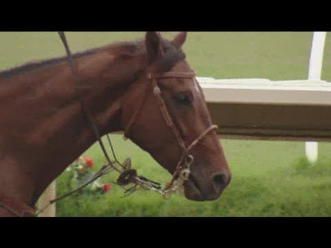 Two horses collapse, die at Del Mar Racetrack on opening weekend