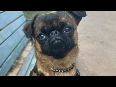 Houston families demand justice after dogs die of heat stroke while in care of Rover sitter