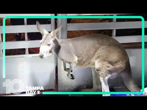 Kangaroo gets loose, trapped in apartment complex pool area in Tampa