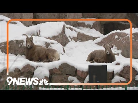 Denver Zoo closes due to frigid temperatures