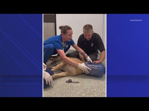 Abandoned dog trapped in plastic jug survives thanks to quick action by Houston SPCA