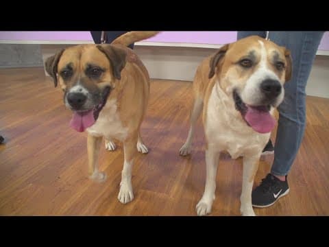 The San Diego Humane Society needs your help emptying the shelter