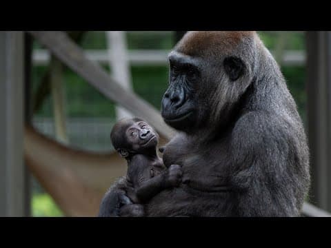 Columbus Zoo reveals name of newest baby gorilla