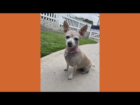 Elis from Chihuahua Rescue of San Diego County needs a home