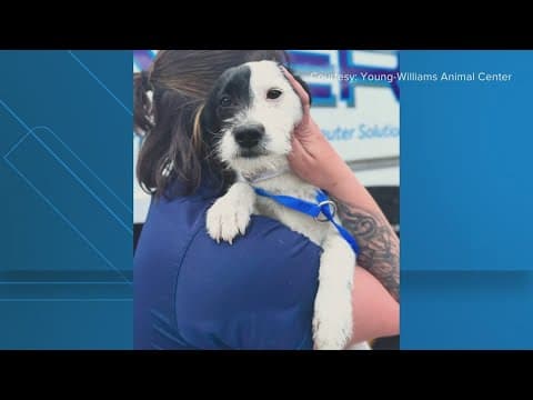 Surviving dog from suspected animal cruelty case in Knoxville finds her forever home