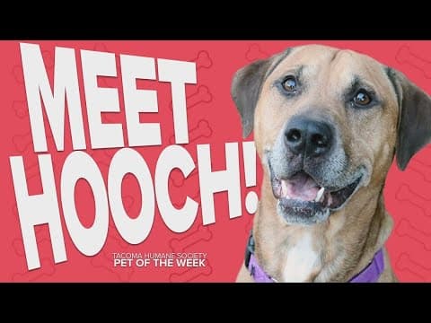 Pet Rescue of the Week: Hooch