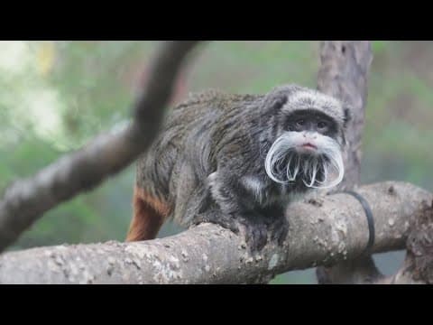 Texas bill would make trespassing at a zoo a felony