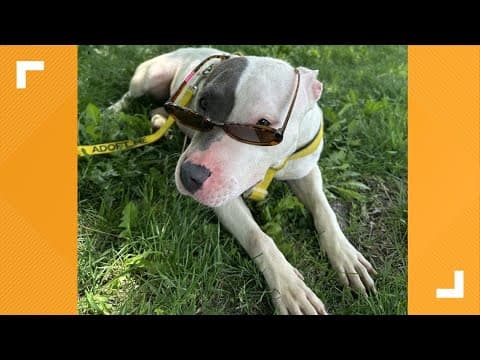 Pets of the Week: 5-18-2024