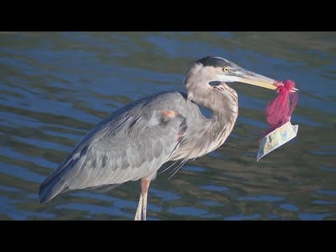 Residents worried about blue heron that can't eat because of trash wrapped around beak