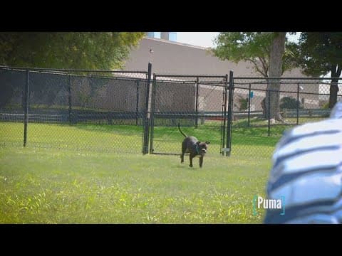 Tailwaggers: Meet Puma!