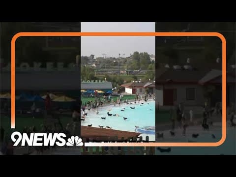 Water World goes to the dogs: Pups enjoy Colorado water park