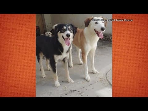 How to help hundreds of rescue animals flying to the U.S.