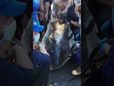 A pregnant pygmy sperm whale died after being rescued from a beach in Carlsbad. #sandiego