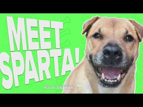 Pet Rescue of the Week: Sparta!
