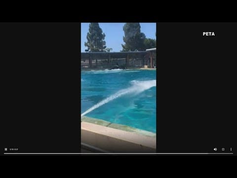 SeaWorld's 20-year-old killer whale, Nakai dies due to infection