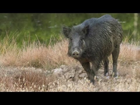 13-year-old Texas girl attacked by wild hog