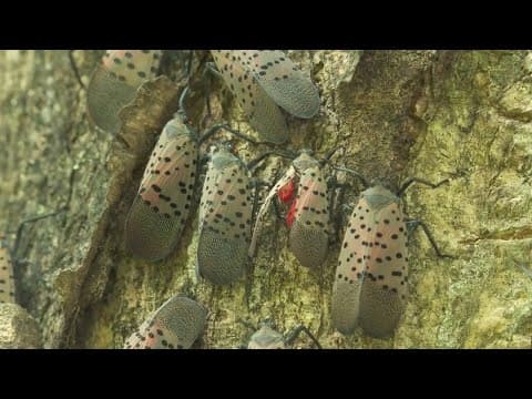 Montgomery County taking action against spotted lantern flies