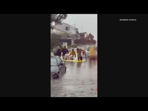 Dog rescued on surfboard during Pacific Beach flooding