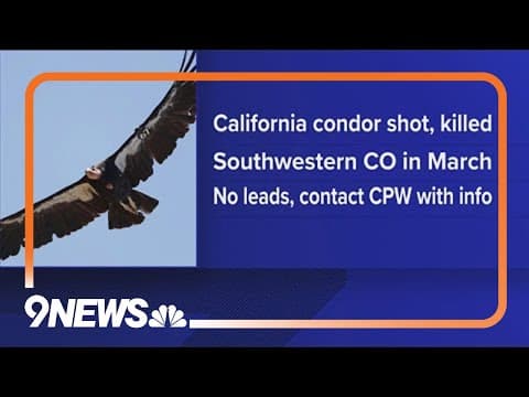 CPW investigating after critically endangered California condor shot in southwestern Colorado