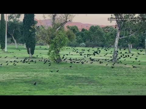 Lakeside golf course taken over by crows