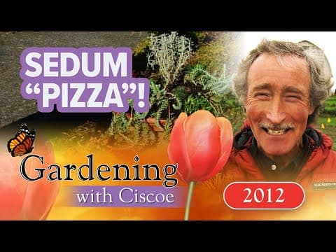 SEDUM PIZZA! Set Up a Shallow Succulent Pot! | Gardening With Ciscoe | Full Episode