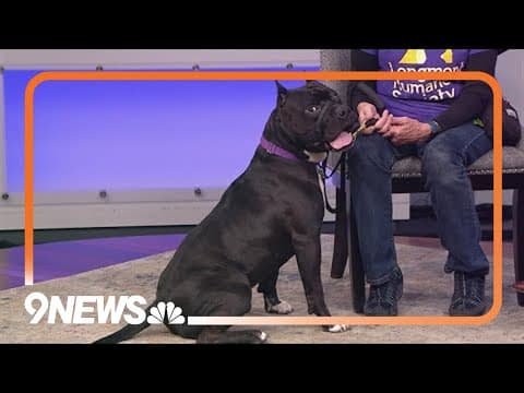 Looking to adopt a furry friend? Meet Cash, an energetic, sweet pup!