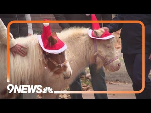 Petline9: Mini horses available for adoption