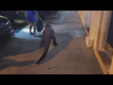 An alligator was found outside a motel room in Virginia