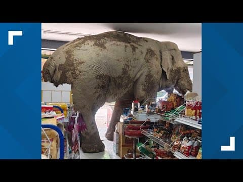 Elephant with a taste for crime rifles the shelves of a grocery shop