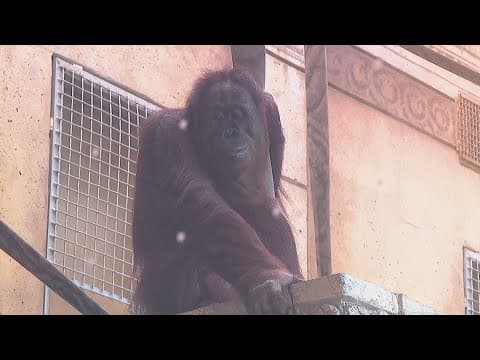 Columbus Zoo orangutan prepares for birth of first baby this fall