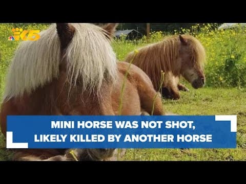 Necropsy finds Maple Valley mini horse was not shot, likely killed by another horse