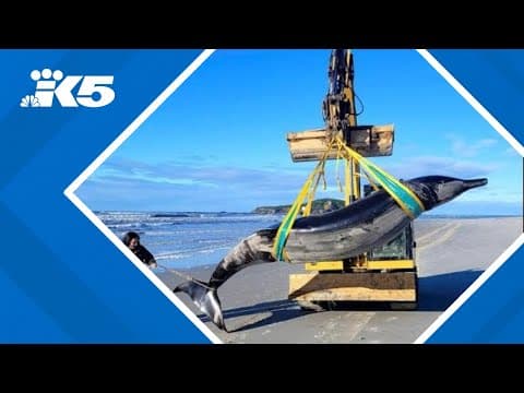 Potentially rare whale carcass washes ashore in New Zealand