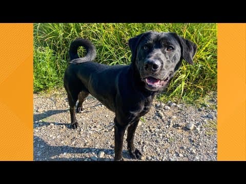 Pets of the Week: 8-17-2024