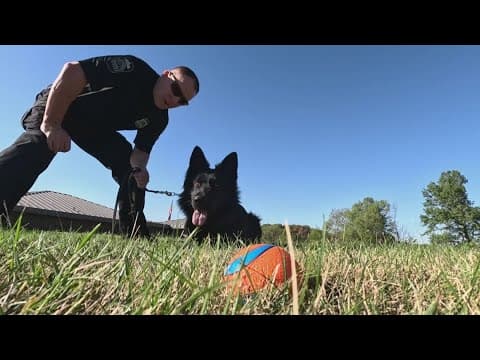 Behind the scenes: Ohio's canine crimefighters start training in Marysville